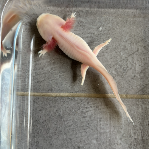 Axolotls juvéniles (Nancy).