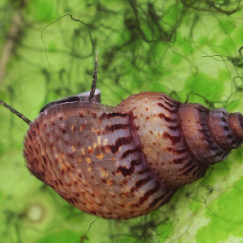 Escargots Granifera Tarebia