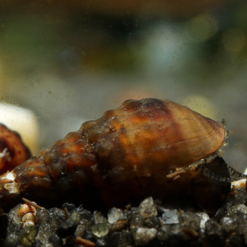 Escargots Granifera Tarebia