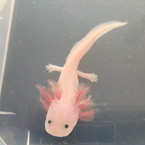 Axolotls couleurs Sauvage et Leucistique