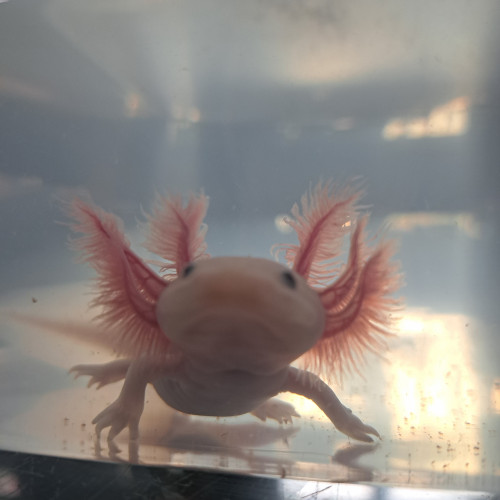 Axolotls couleurs Sauvage et Leucistique