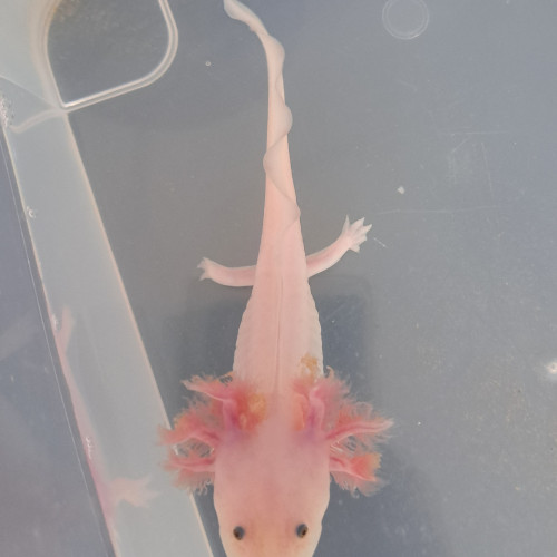 Axolotls couleurs Sauvage et Leucistique