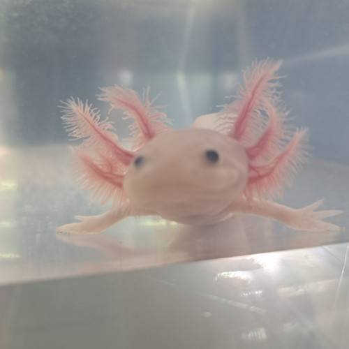 Axolotls couleurs Sauvage et Leucistique