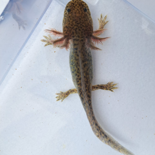 Axolotls couleurs Sauvage et Leucistique