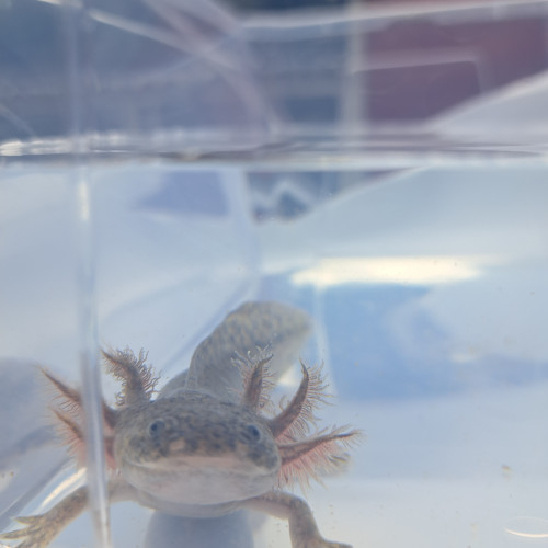 Axolotls couleurs Sauvage et Leucistique