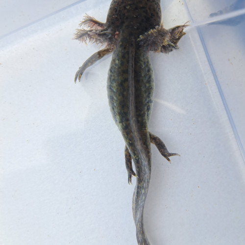 Axolotls couleurs Sauvage et Leucistique