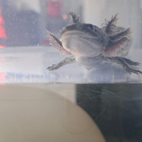 Axolotls couleurs Sauvage et Leucistique