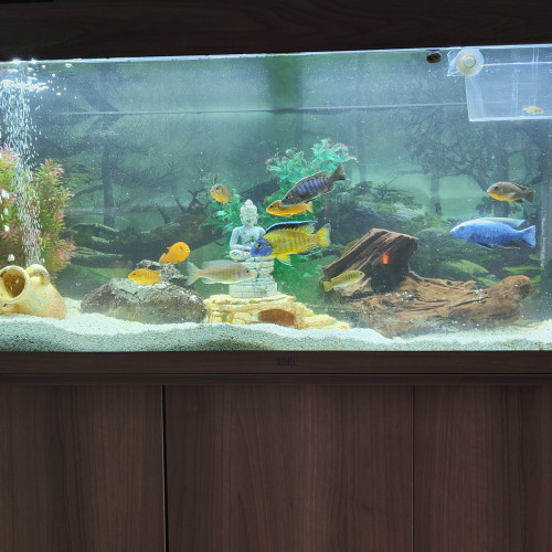 Aquarium avec meuble complet