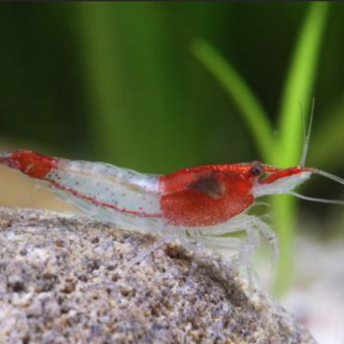 Crevette red rili