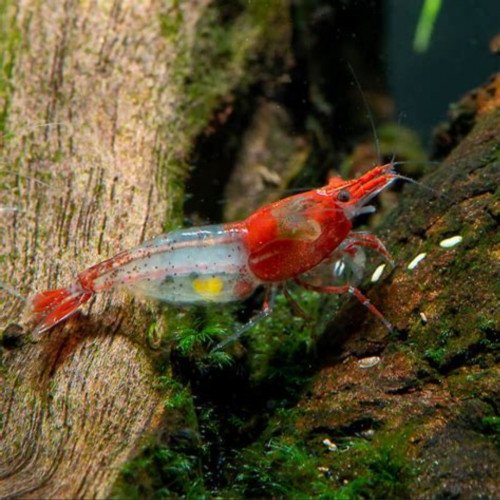 Crevette red rili