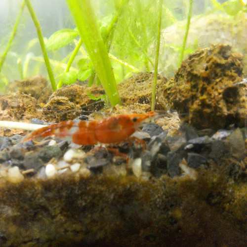 Crevette red rili