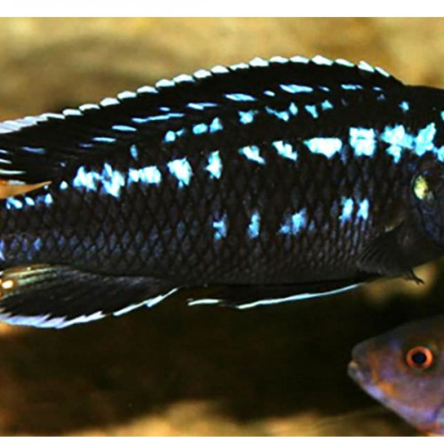 Melanochromis interruptus Same bay