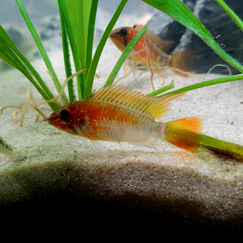 apistogramma macmasteri