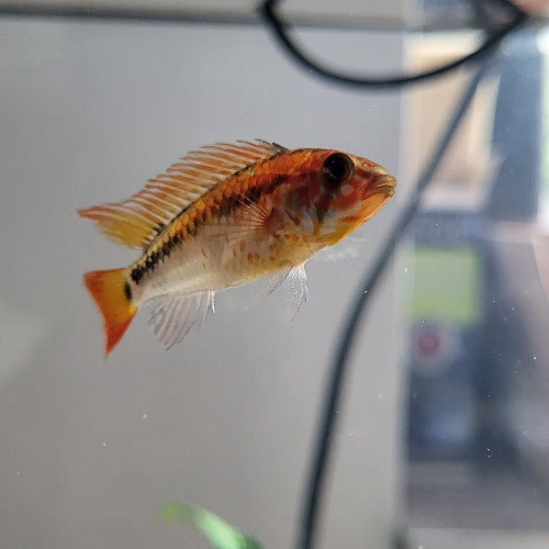 apistogramma macmasteri