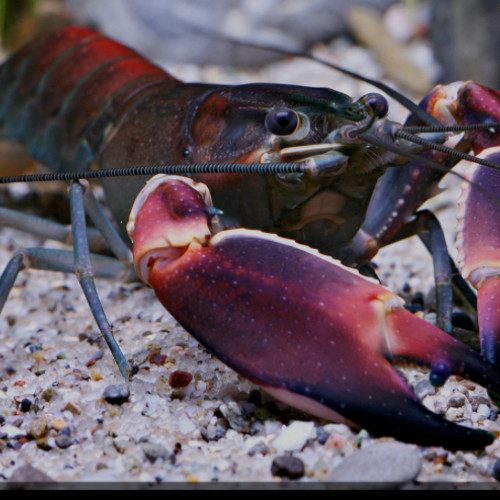 Cherax papou