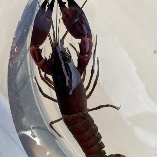 Cherax papou