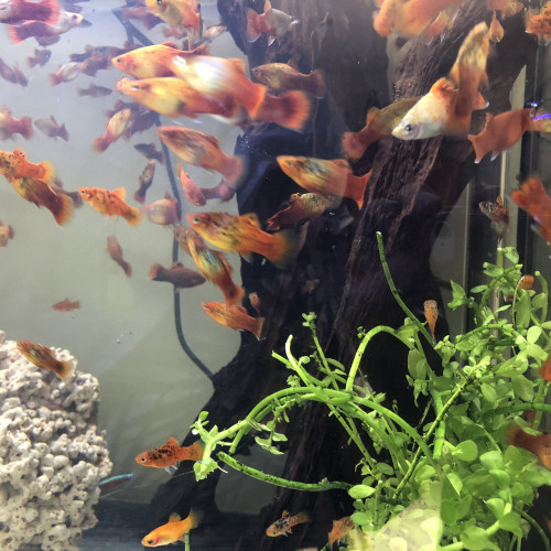 Lot d’une centaine de poissons platy