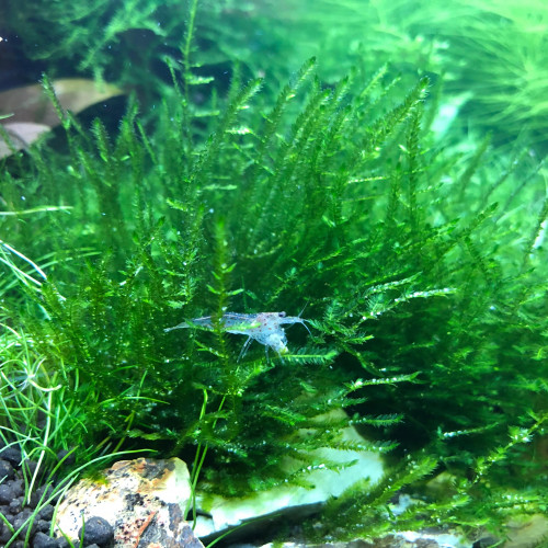 Don 3 crevettes Japonica/Amano (caridina multidentata)