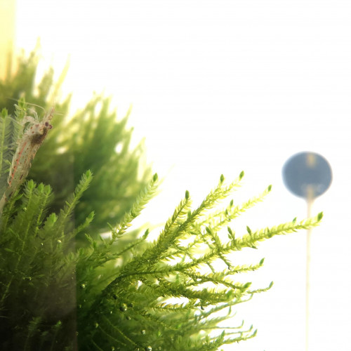 Don 3 crevettes Japonica/Amano (caridina multidentata)