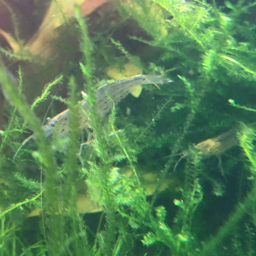 Don 3 crevettes Japonica/Amano (caridina multidentata)