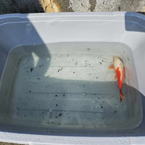 Carpes Koi à vendre