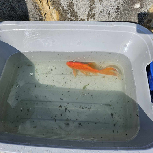 Carpes Koi à vendre