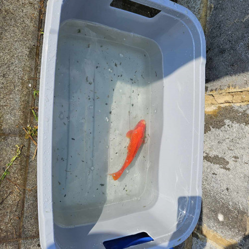 Carpes Koi à vendre