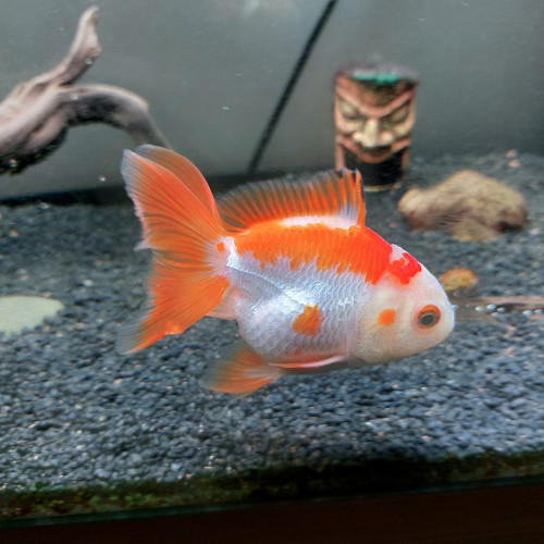 Vends poisson japonais adulte: urgent!