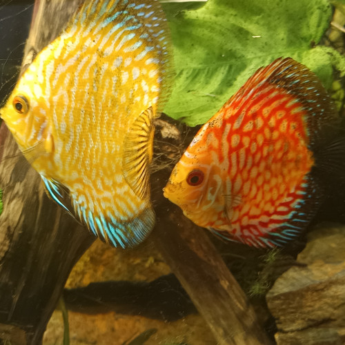 Discus