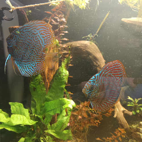 Discus