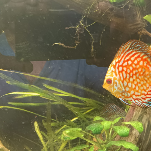 Discus