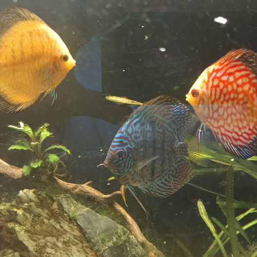 Discus