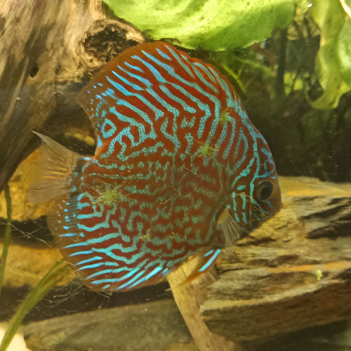 Discus