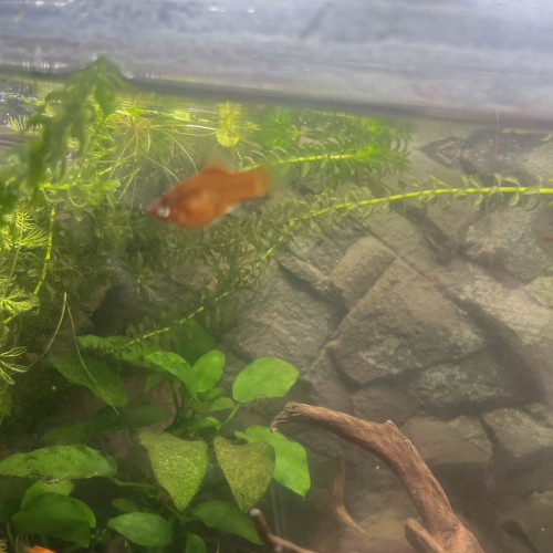 Vente ou échange Platys guppy différente coloris