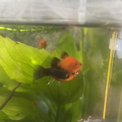 Vente ou échange Platys guppy différente coloris