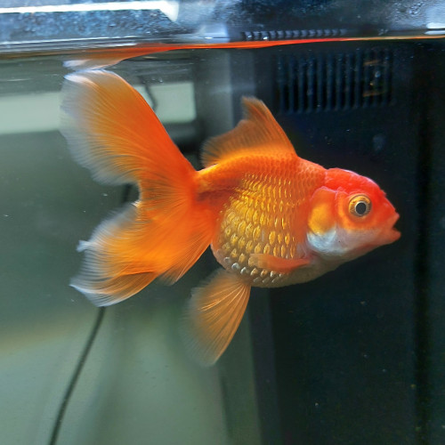 Vends poisson japonais papillon : urgent !