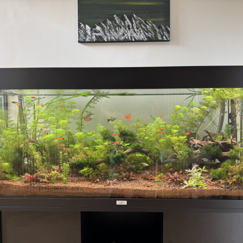 Aquarium JUWEL RIO 240