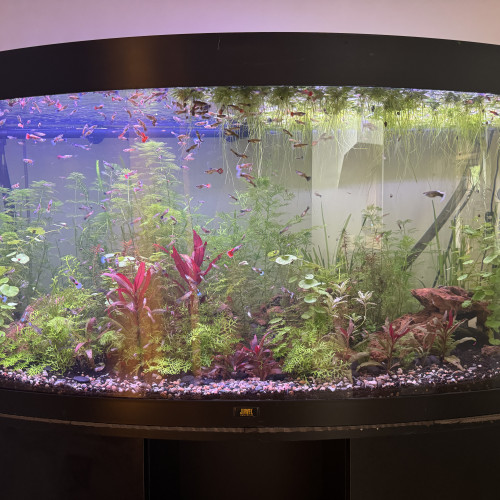 Aquarium JUWEL Vision (Curve)