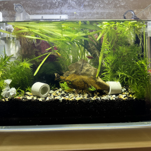 Aquarium nano en verre 12L