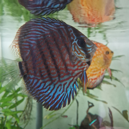 Discus et autres poissons