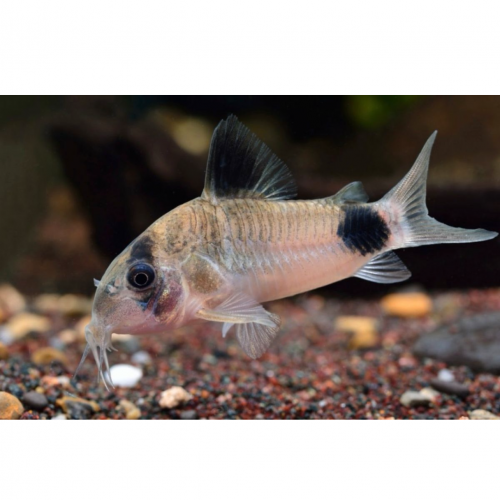 Corydoras panda