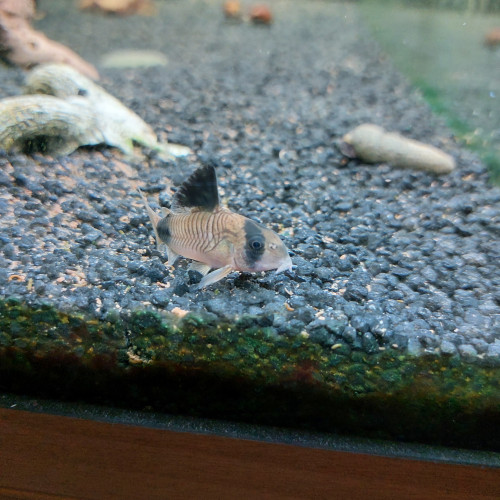 Vends 2 Corydoras panda : urgent!