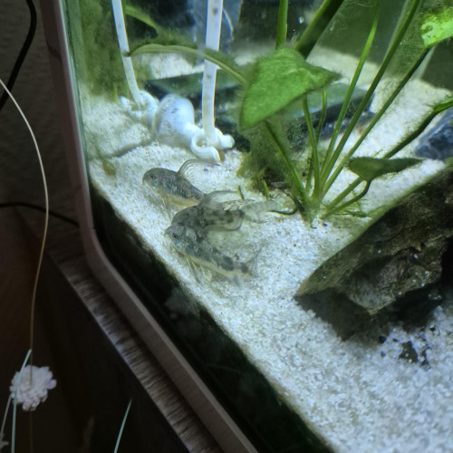 Corydoras poivrés x3