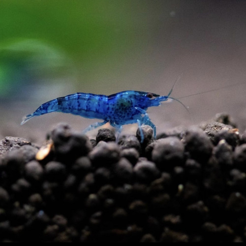 Crevettes neocaridina