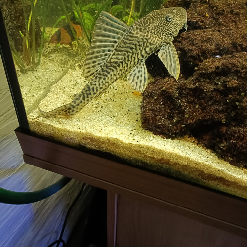 Pleco XL