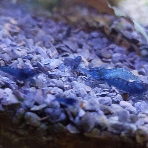 Neocaridina bleu