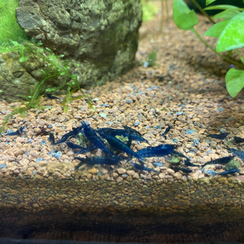 Lot de 10 crevette blue dream