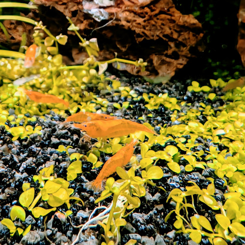 Crevette Orange Neocaridina