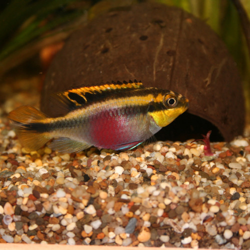 pelvicachromis pelmato pulcher kribensis