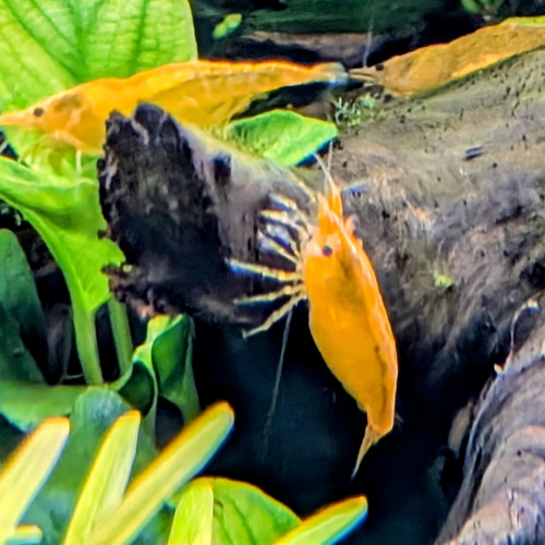 Crevette Orange Neocaridina